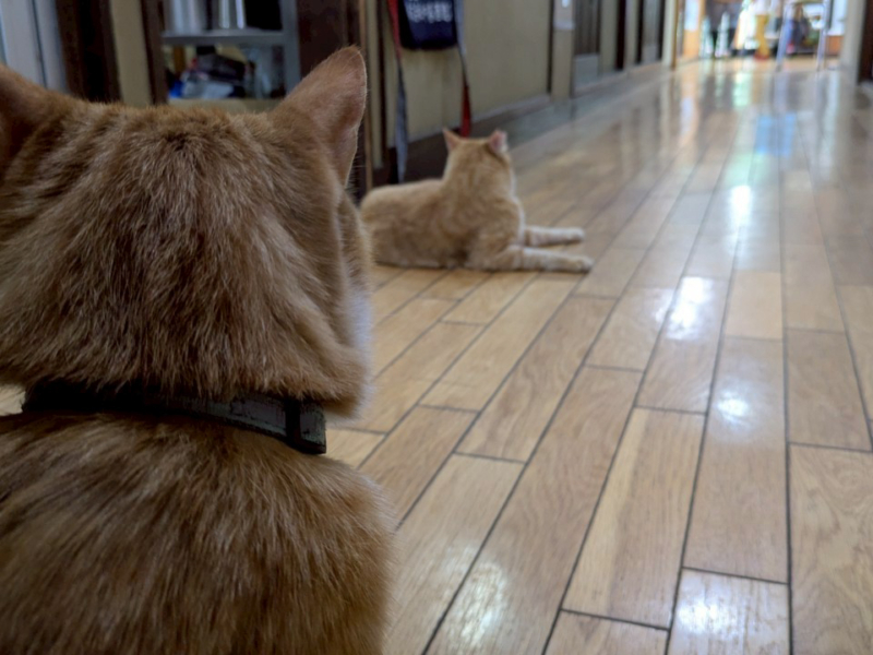 看板猫たち(4匹いる)